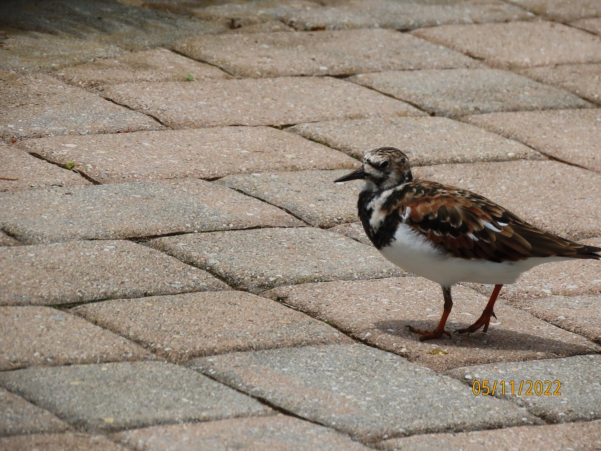 Ruddy Turnstone - Patrick McGrady