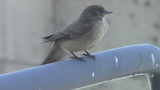 Say's Phoebe - ML534234741