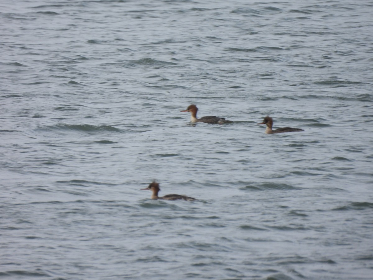 Red-breasted Merganser - ML534235981