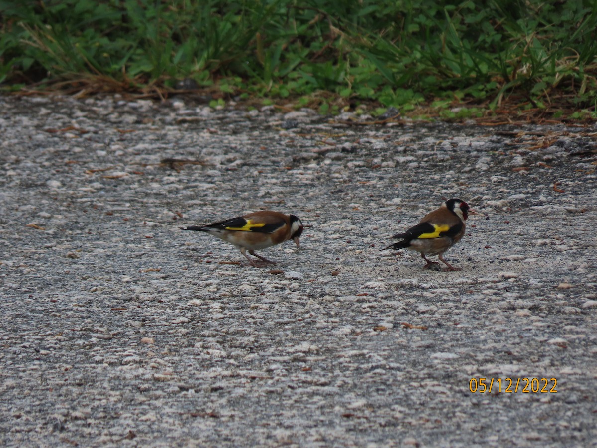 European Goldfinch - ML534236101