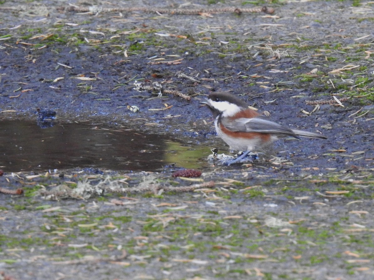 Mésange à dos marron - ML534238221