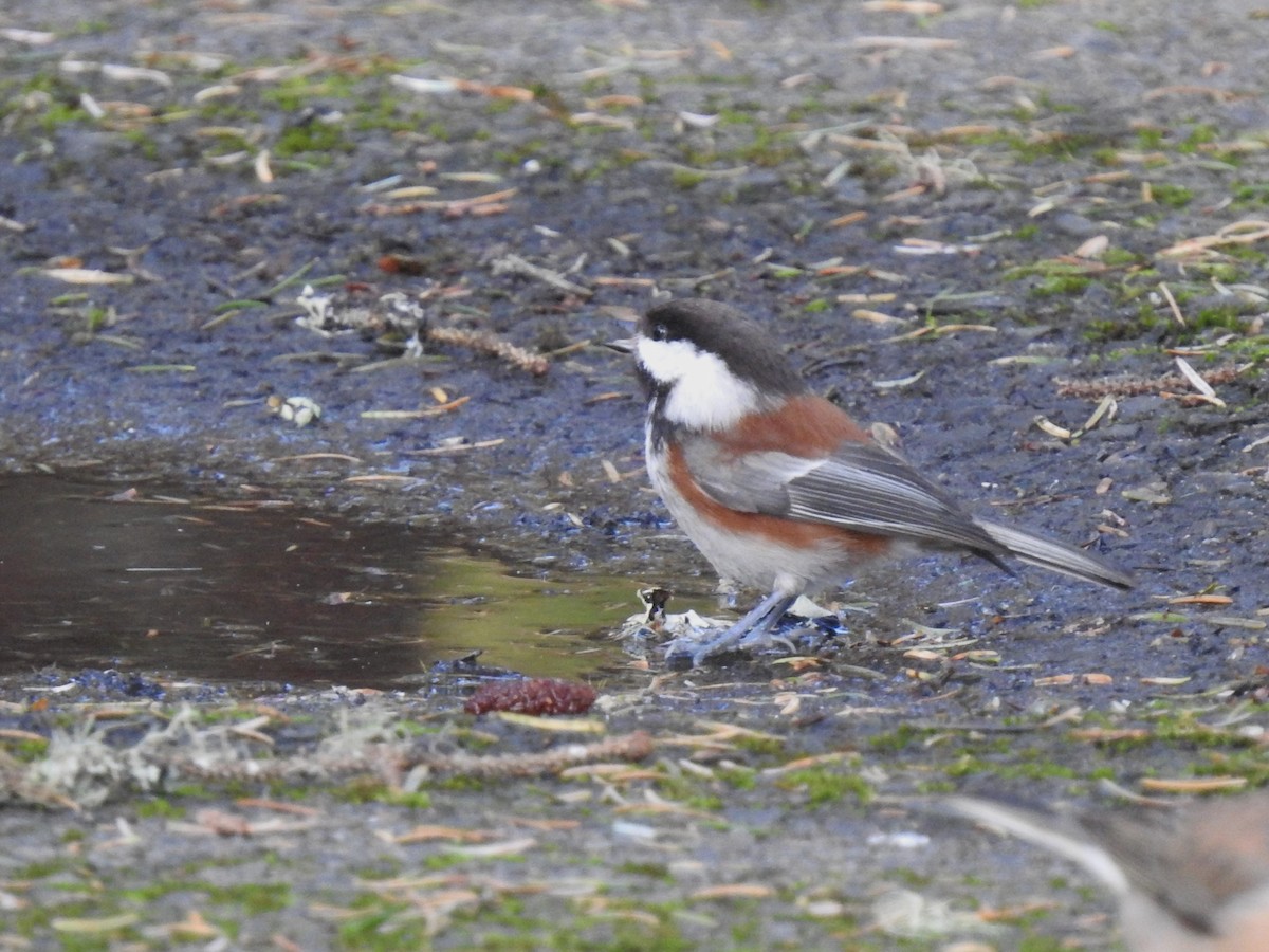 Mésange à dos marron - ML534238231