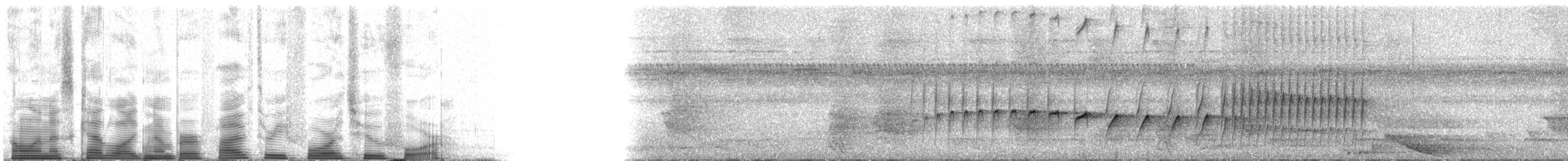 Black-tailed Leaftosser - ML53424