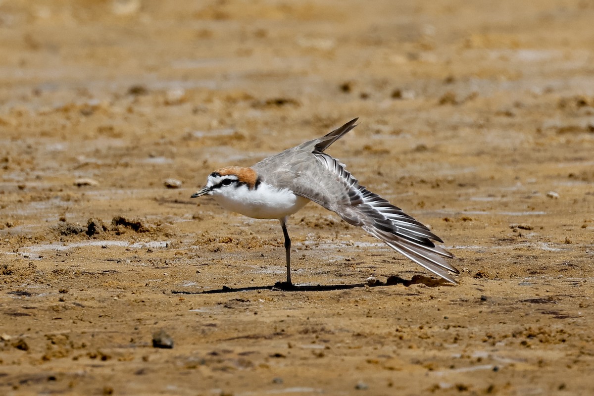 Red-capped Plover - ML534240251