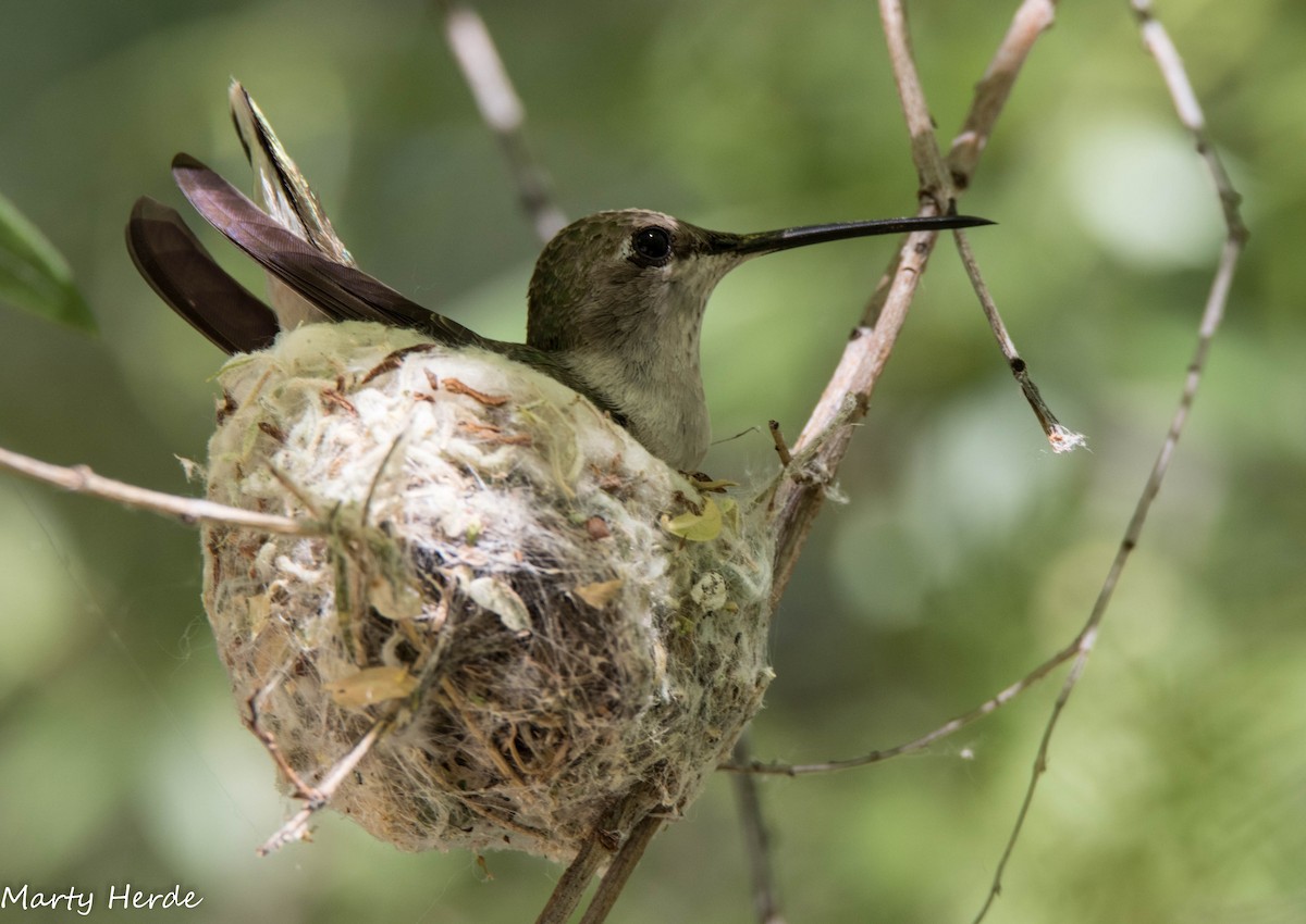 Black-chinned Hummingbird - ML53424111