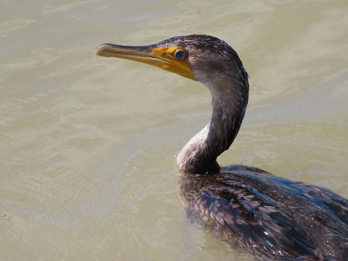 Double-crested Cormorant - ML534241821