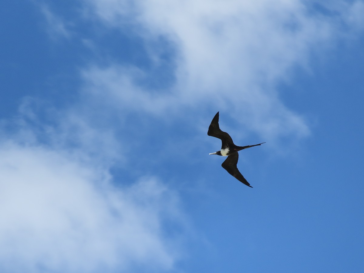 Magnificent Frigatebird - ML534241861