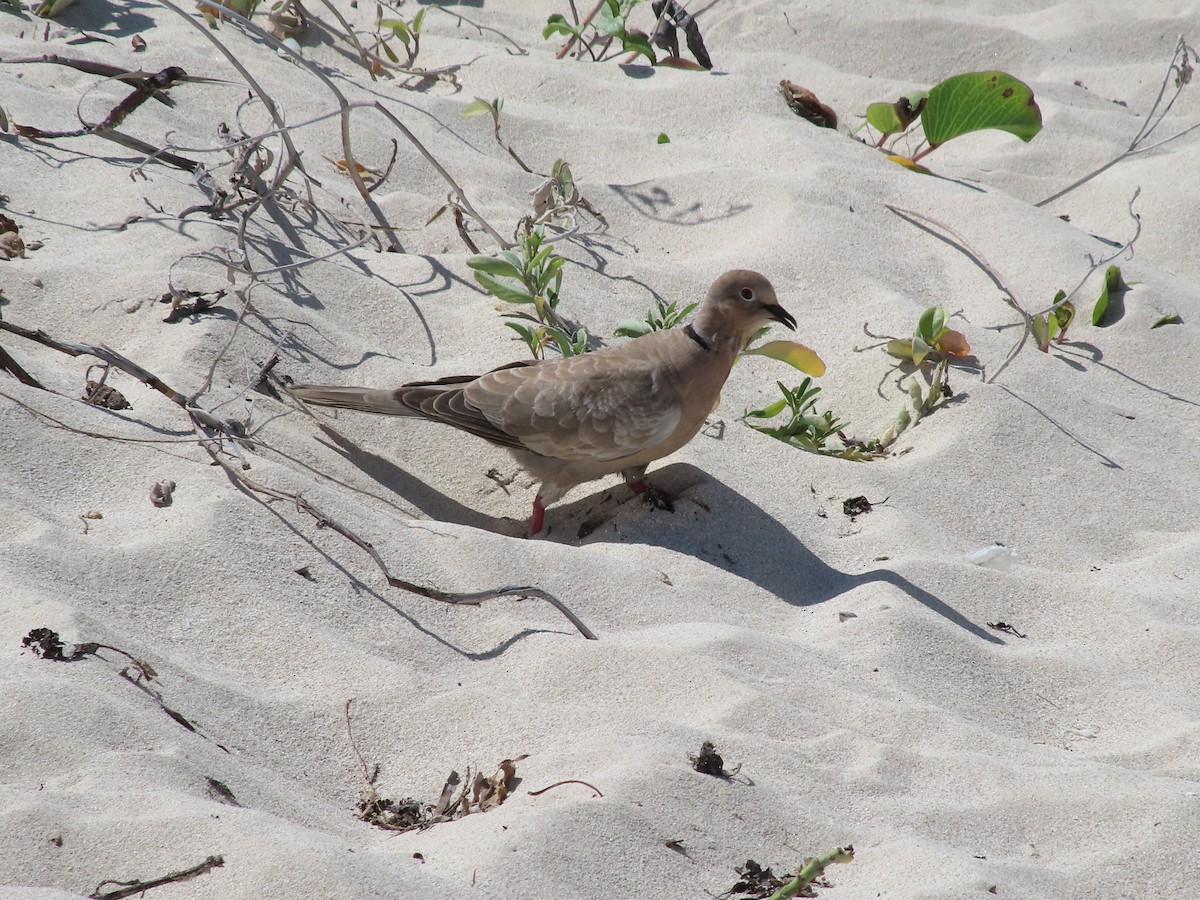 Eurasian Collared-Dove - ML534243011