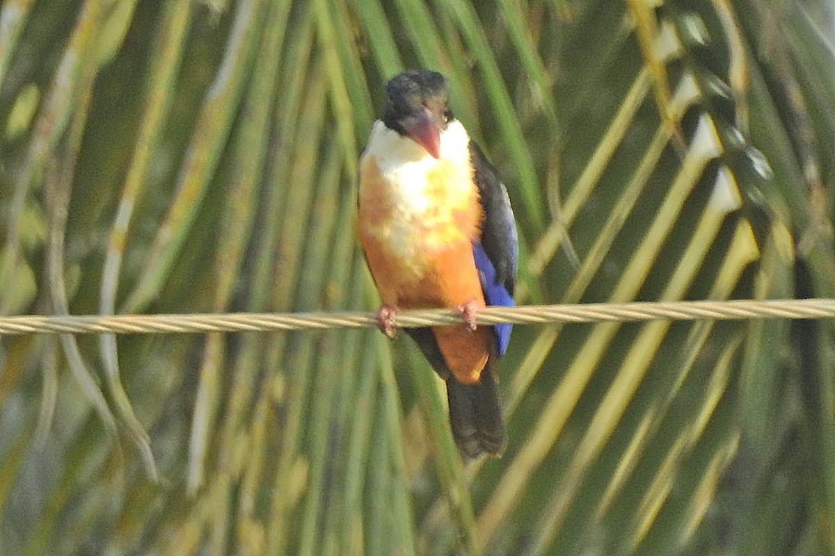 Black-capped Kingfisher - Coimbatore Nature Society