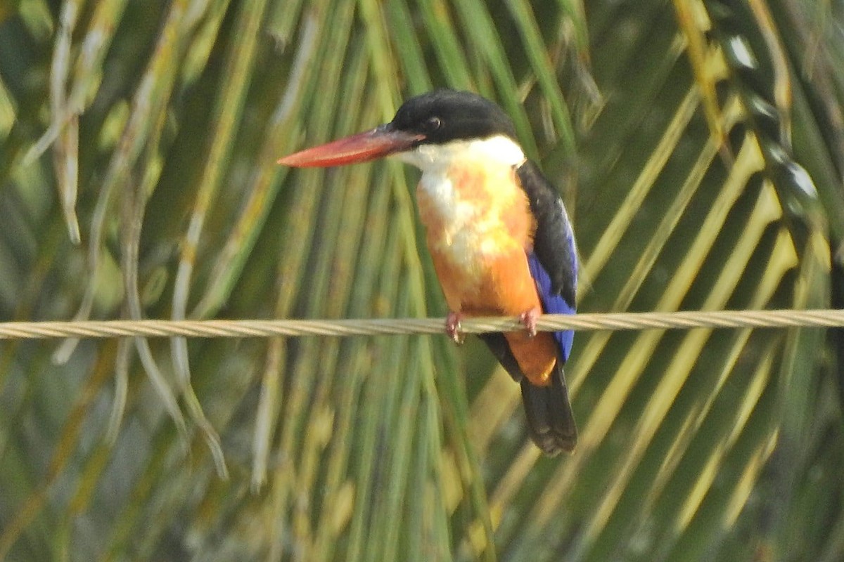 Black-capped Kingfisher - Coimbatore Nature Society