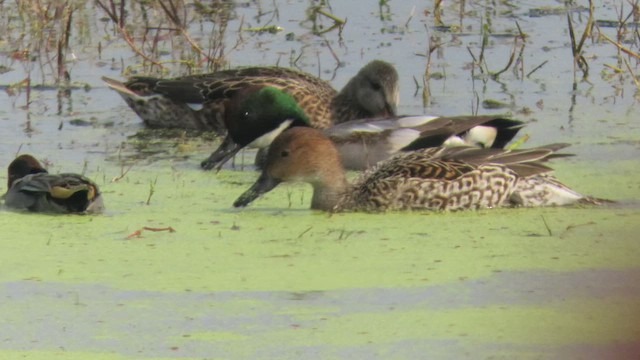 Falcated Duck - ML534243321