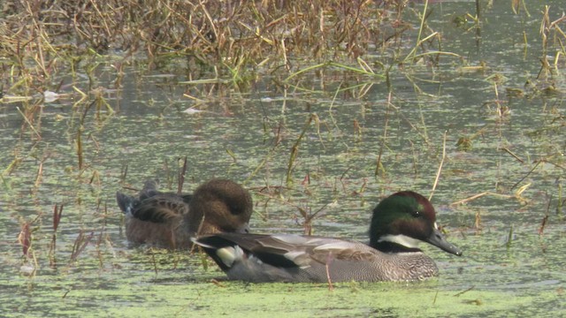 Falcated Duck - ML534243331