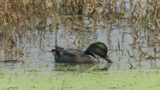 Falcated Duck - ML534243341