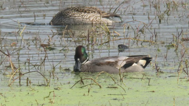 Falcated Duck - ML534243351