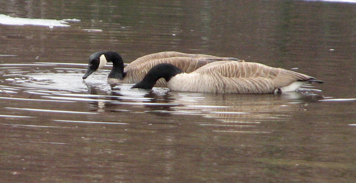 Canada Goose - Marianne Friers