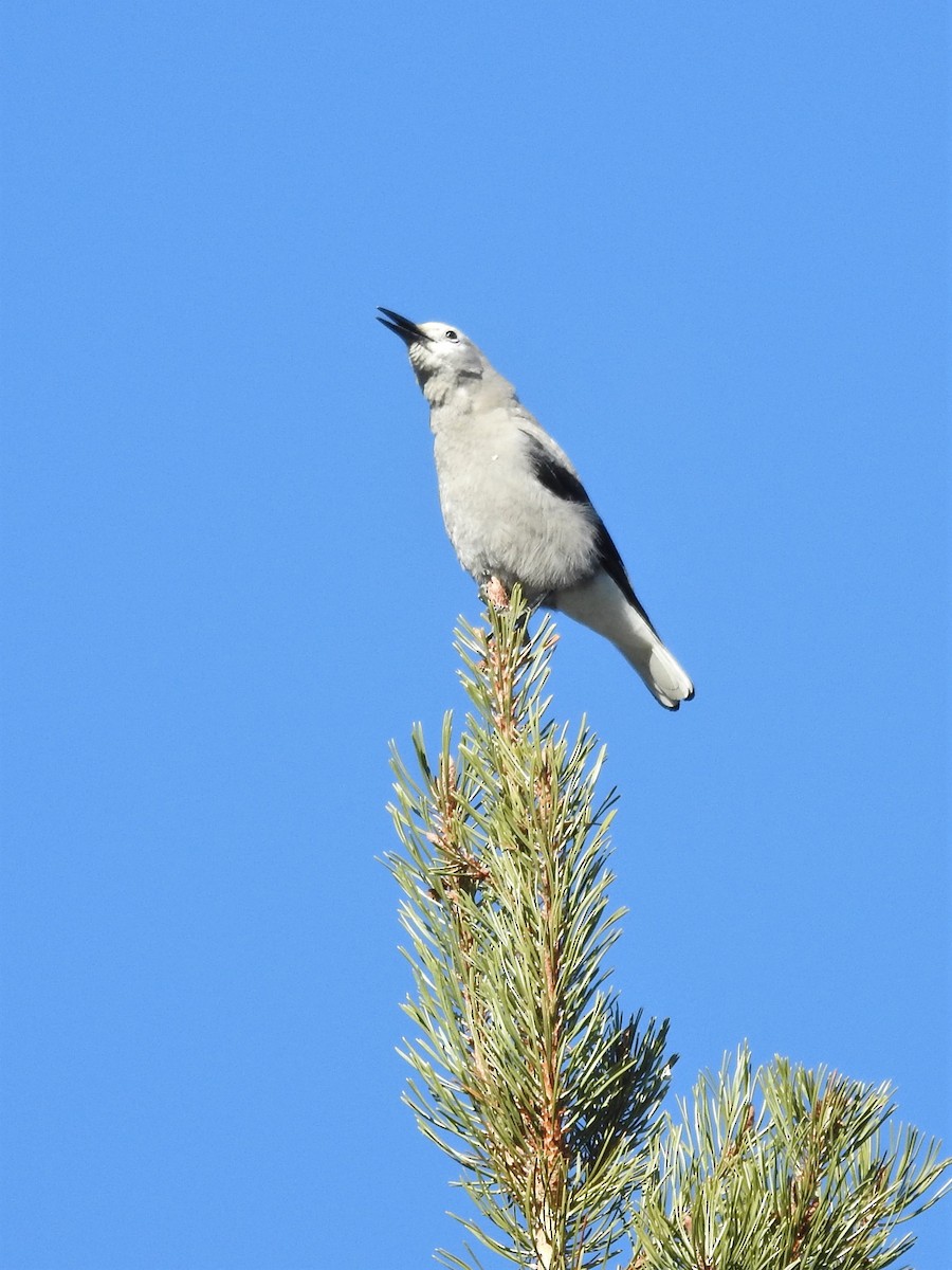 Clark's Nutcracker - ML534245291