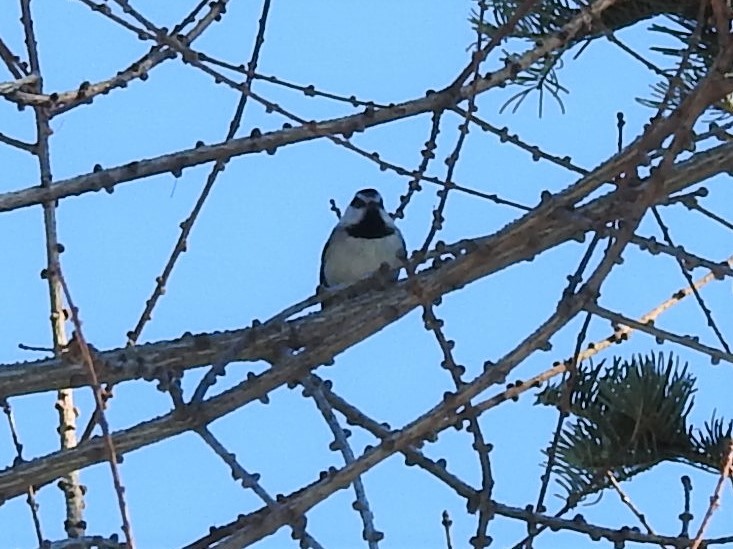 Mountain Chickadee - ML534245401