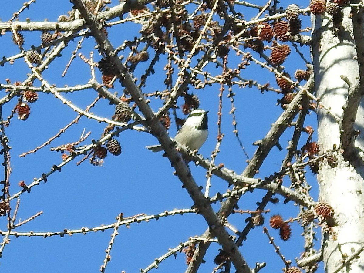 Mountain Chickadee - ML534245411