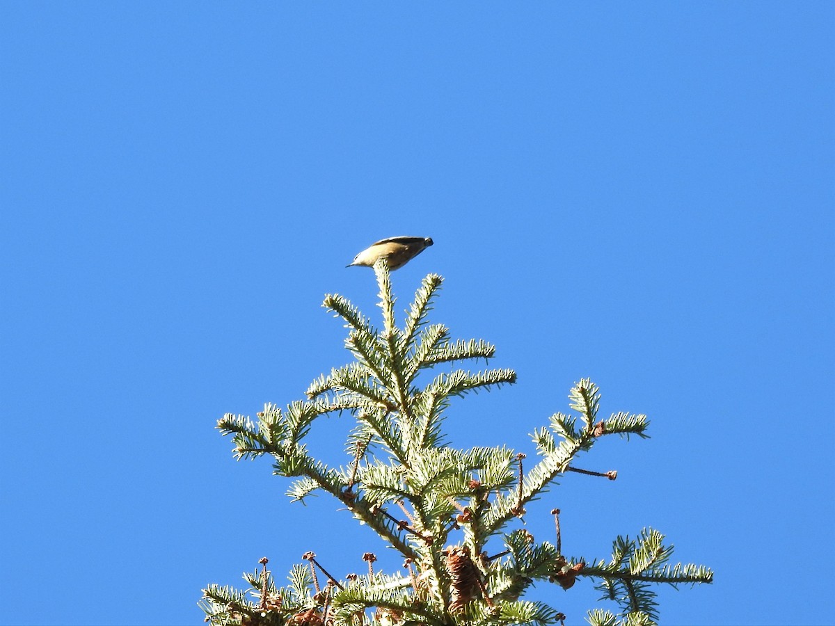 Red-breasted Nuthatch - ML534245541