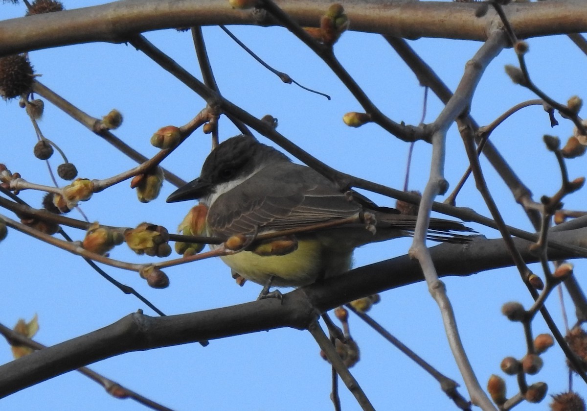 Dickschnabel-Königstyrann - ML534245791