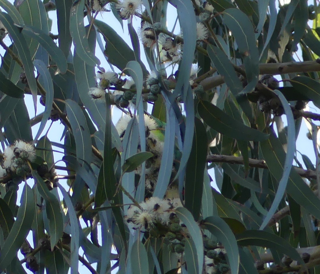 Purple-crowned Lorikeet - Tony Nairn