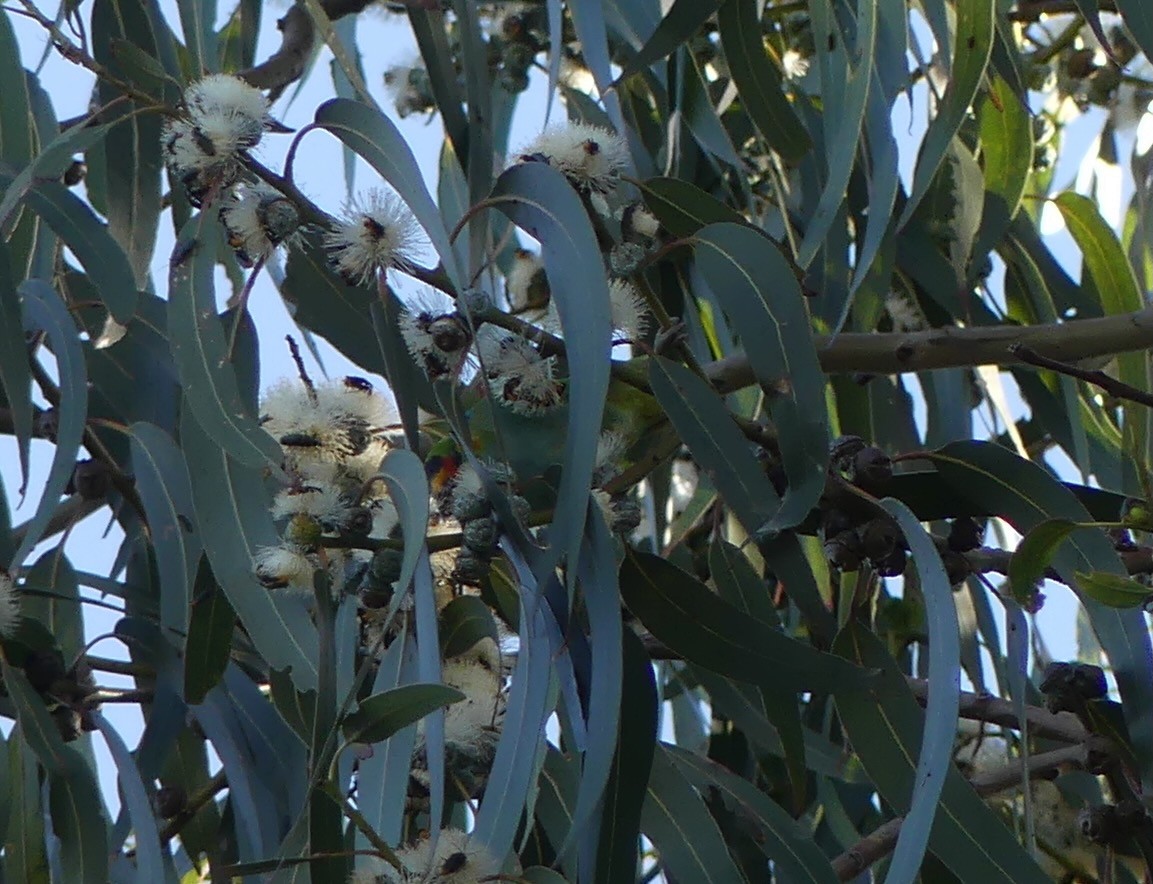 Purple-crowned Lorikeet - Tony Nairn