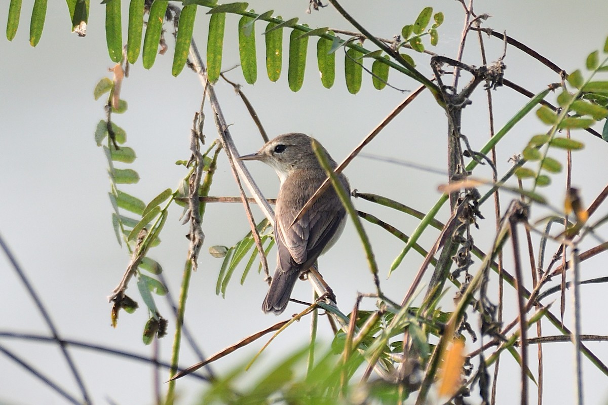 Booted Warbler - ML534246181