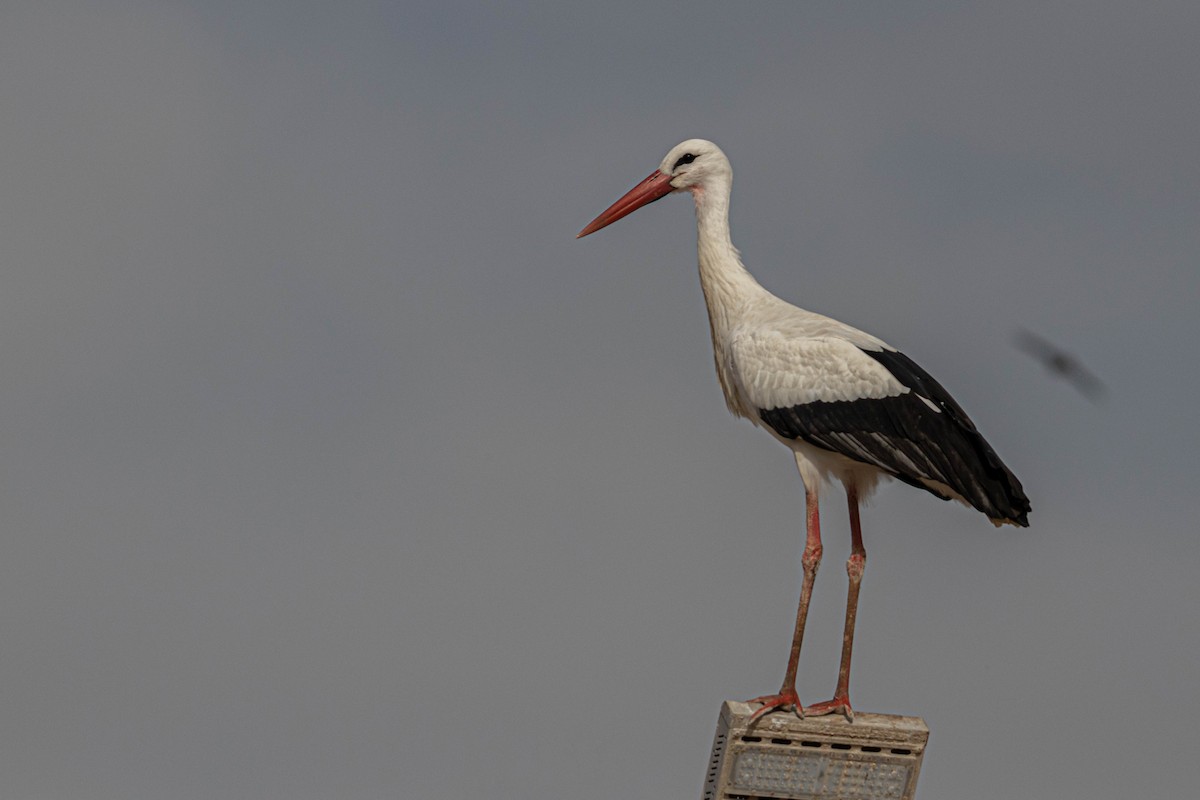 White Stork - ML534246491