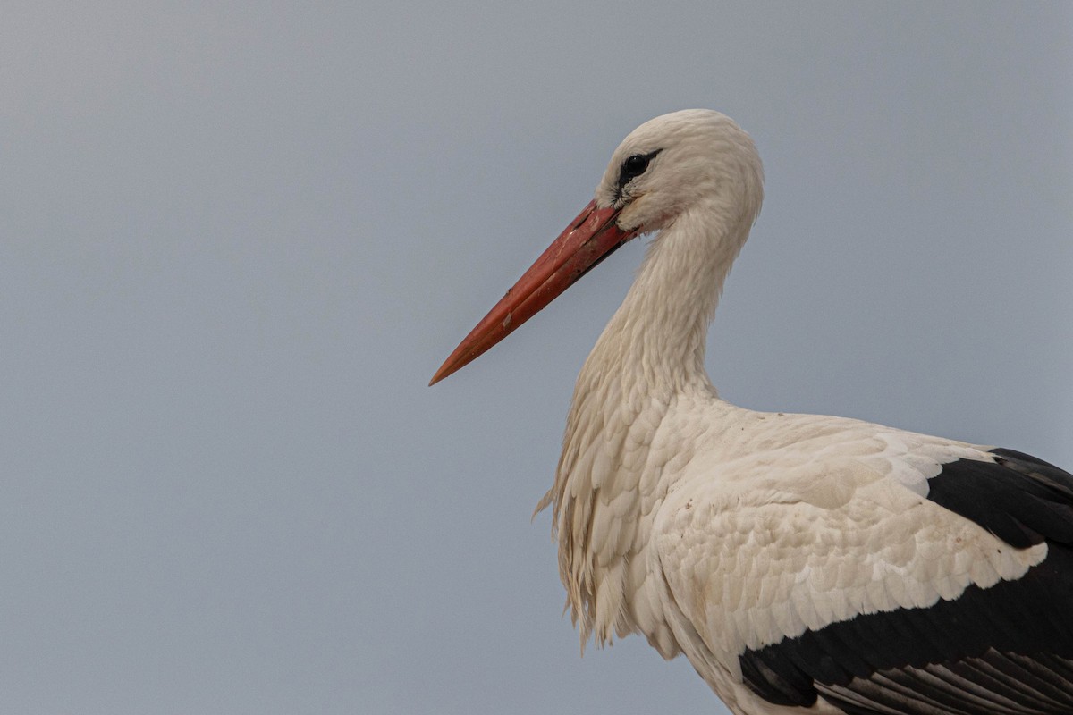 White Stork - Ido Ben-Itzhak