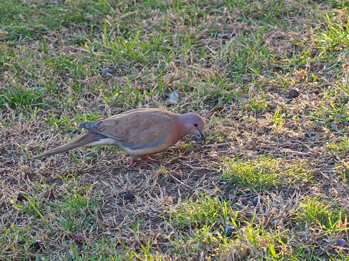 Laughing Dove - ML534247931