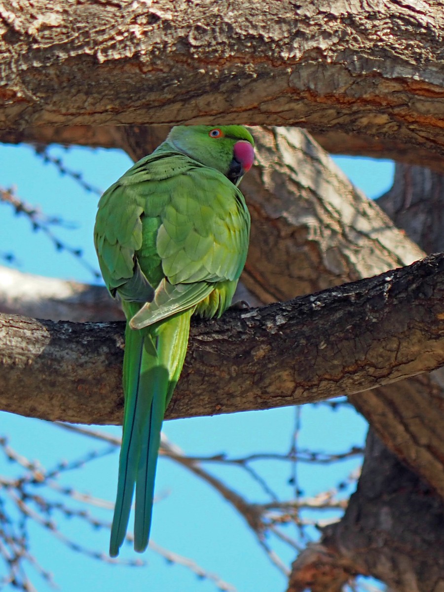 Rose-ringed Parakeet - ML534247991