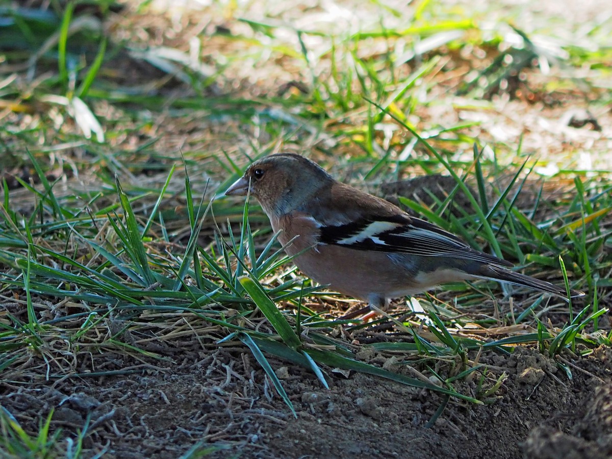 Common Chaffinch - ML534248001