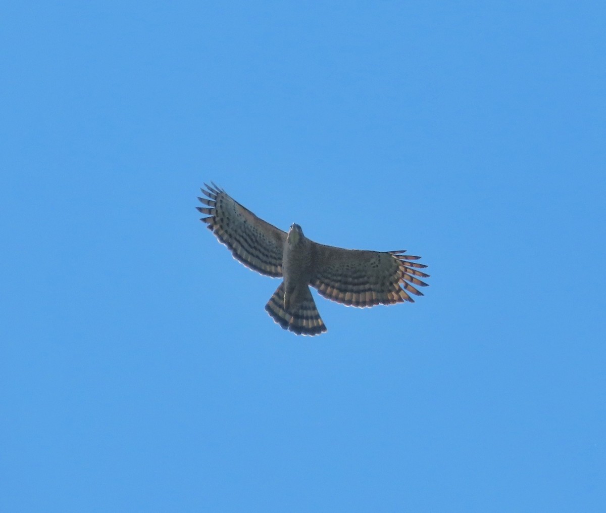 Legge's Hawk-Eagle - ML534248191