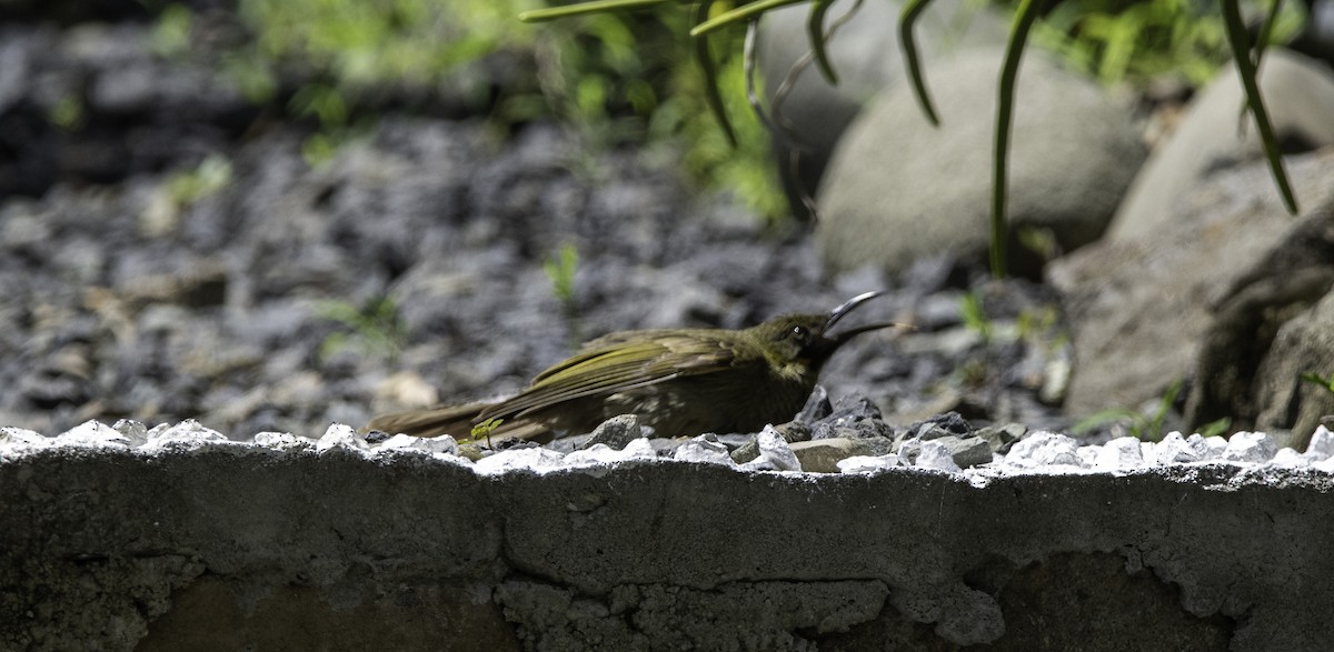 Western Wattled-Honeyeater - ML534248261