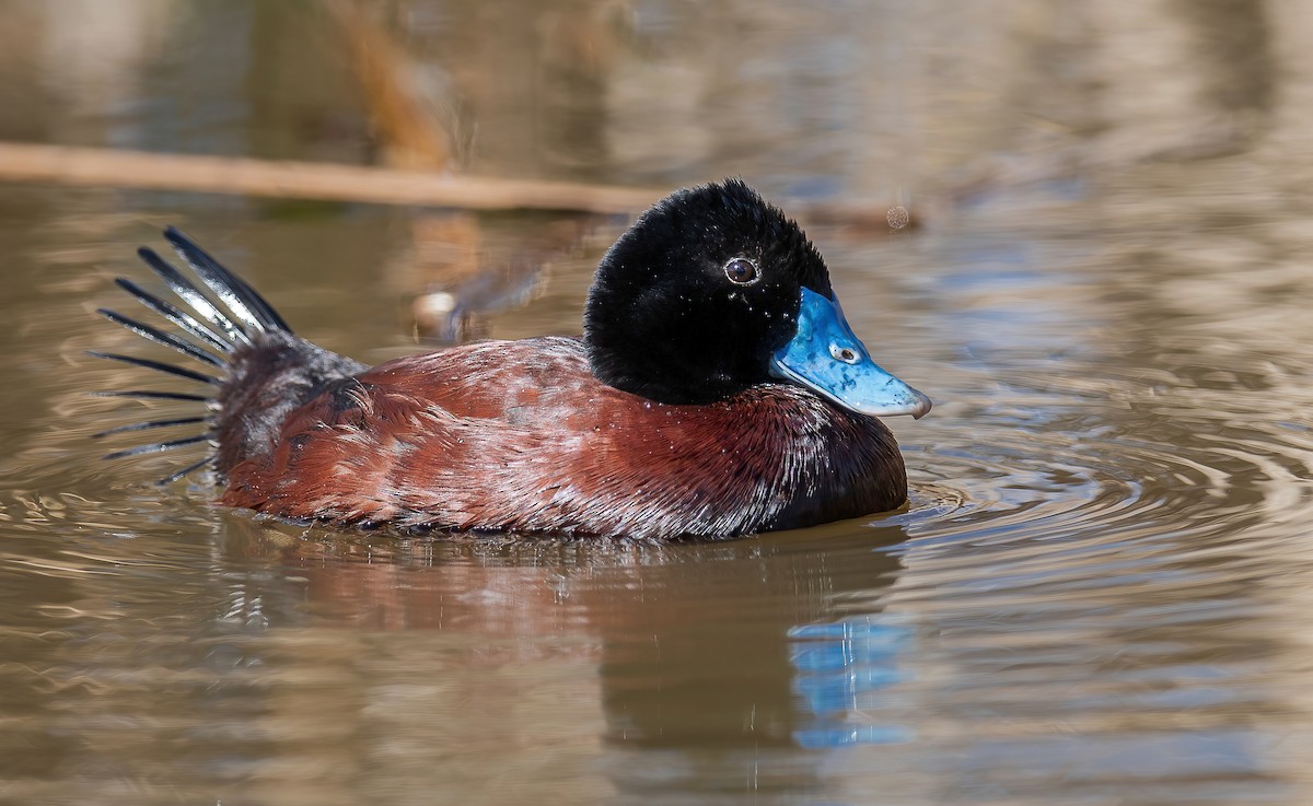 Blue-billed Duck - Martin Anderson