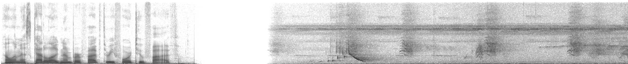 Breithauben-Stirnvogel [angustifrons-Gruppe] - ML53425