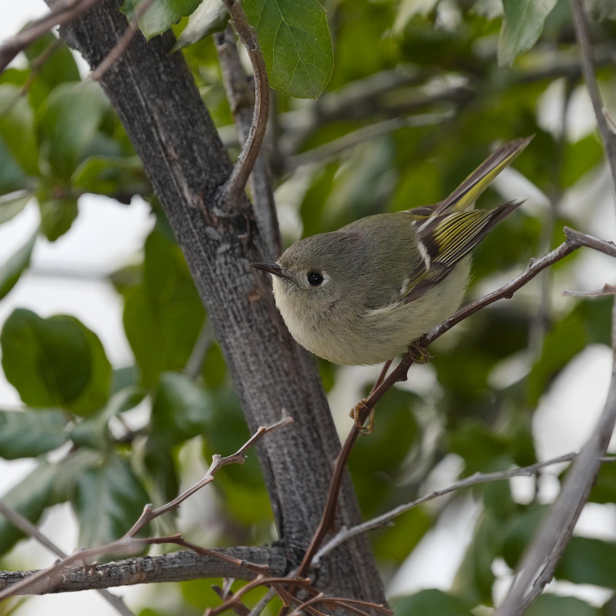 Ruby-crowned Kinglet - Anonymous