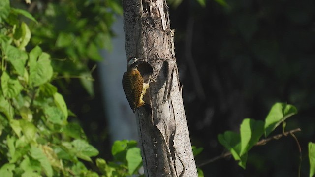 Spot-breasted Woodpecker - ML534251831