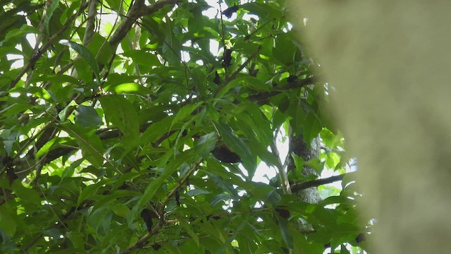 Inirida Antshrike (undescribed form) - ML534252051