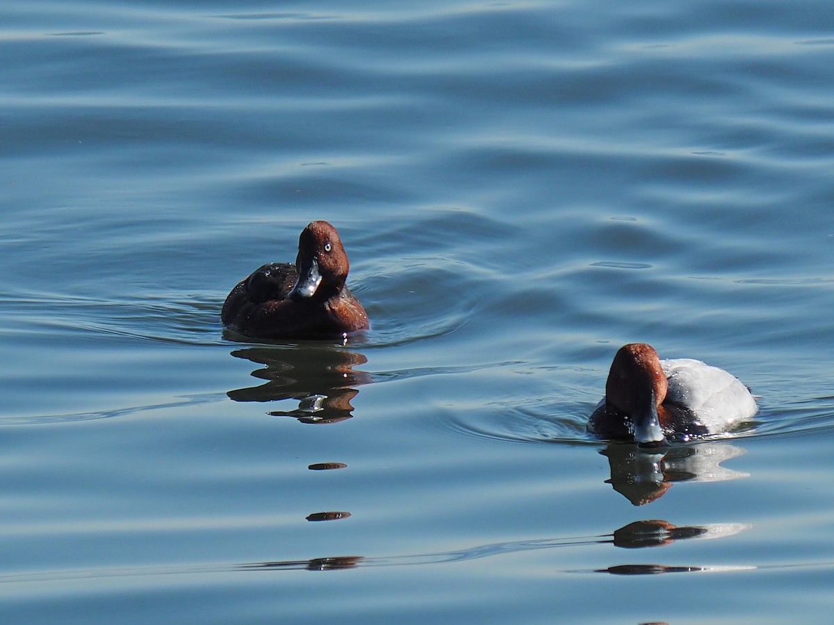 Ferruginous Duck - ML534252391