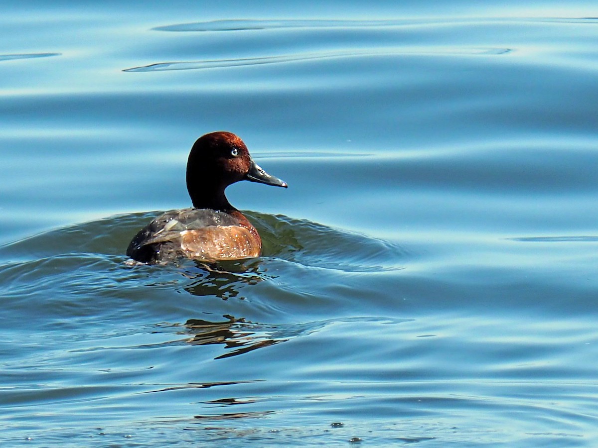 Ferruginous Duck - Sergey Buben