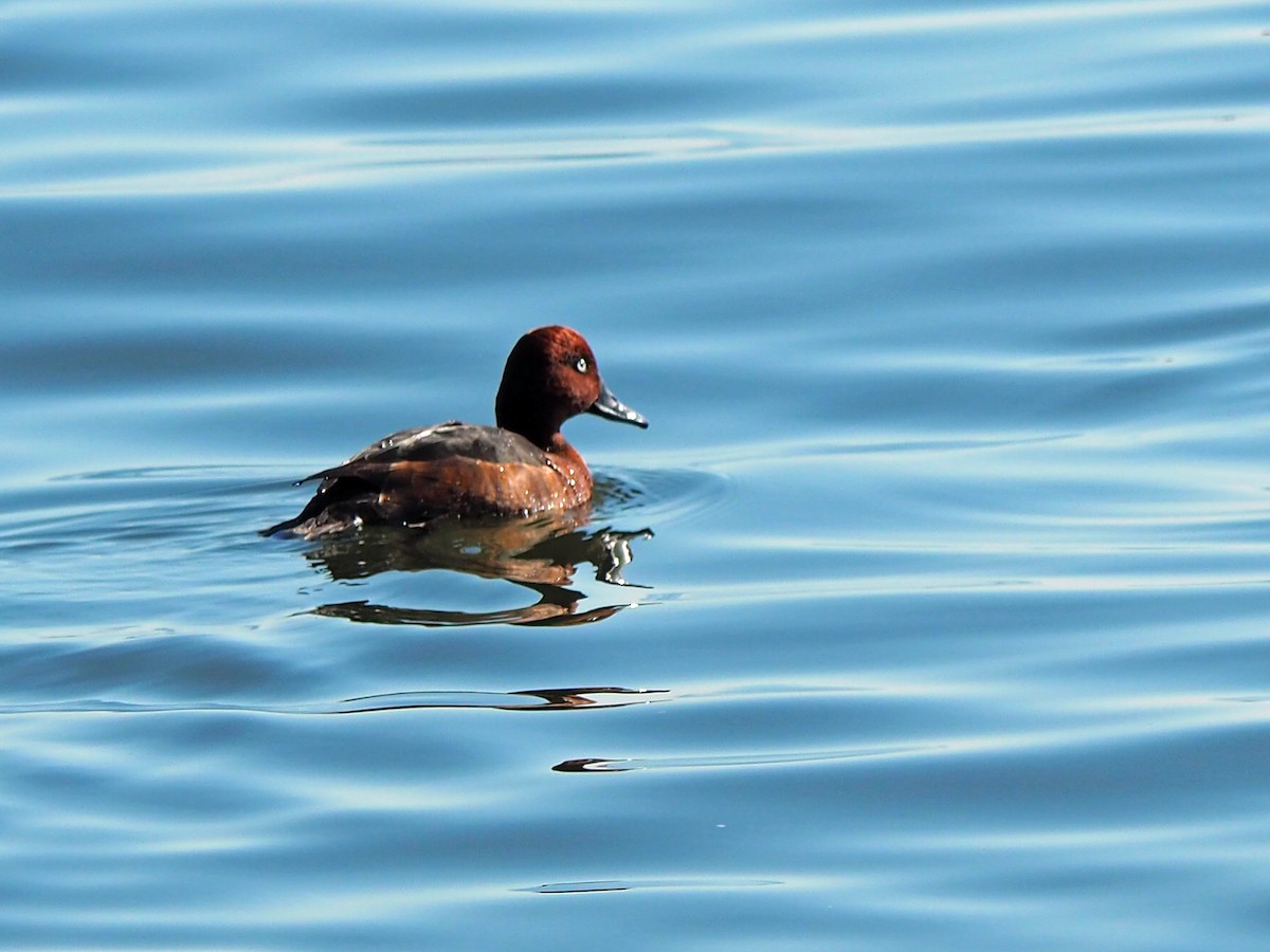 Ferruginous Duck - Sergey Buben