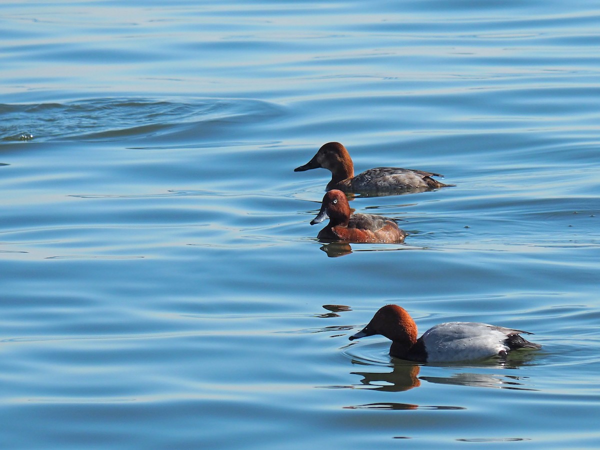 Ferruginous Duck - ML534252421