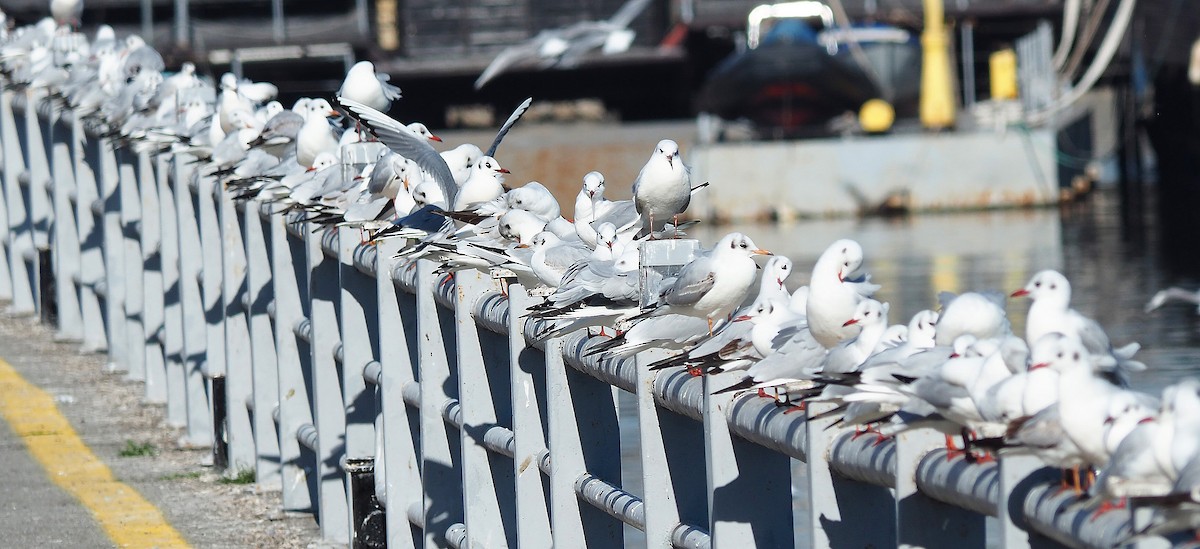 Black-headed Gull - Sergey Buben