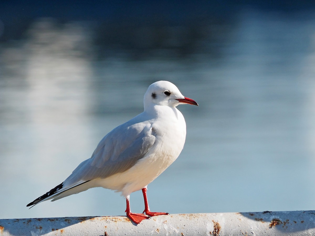 Mouette rieuse - ML534252591