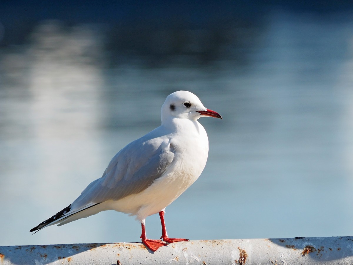 Black-headed Gull - Sergey Buben