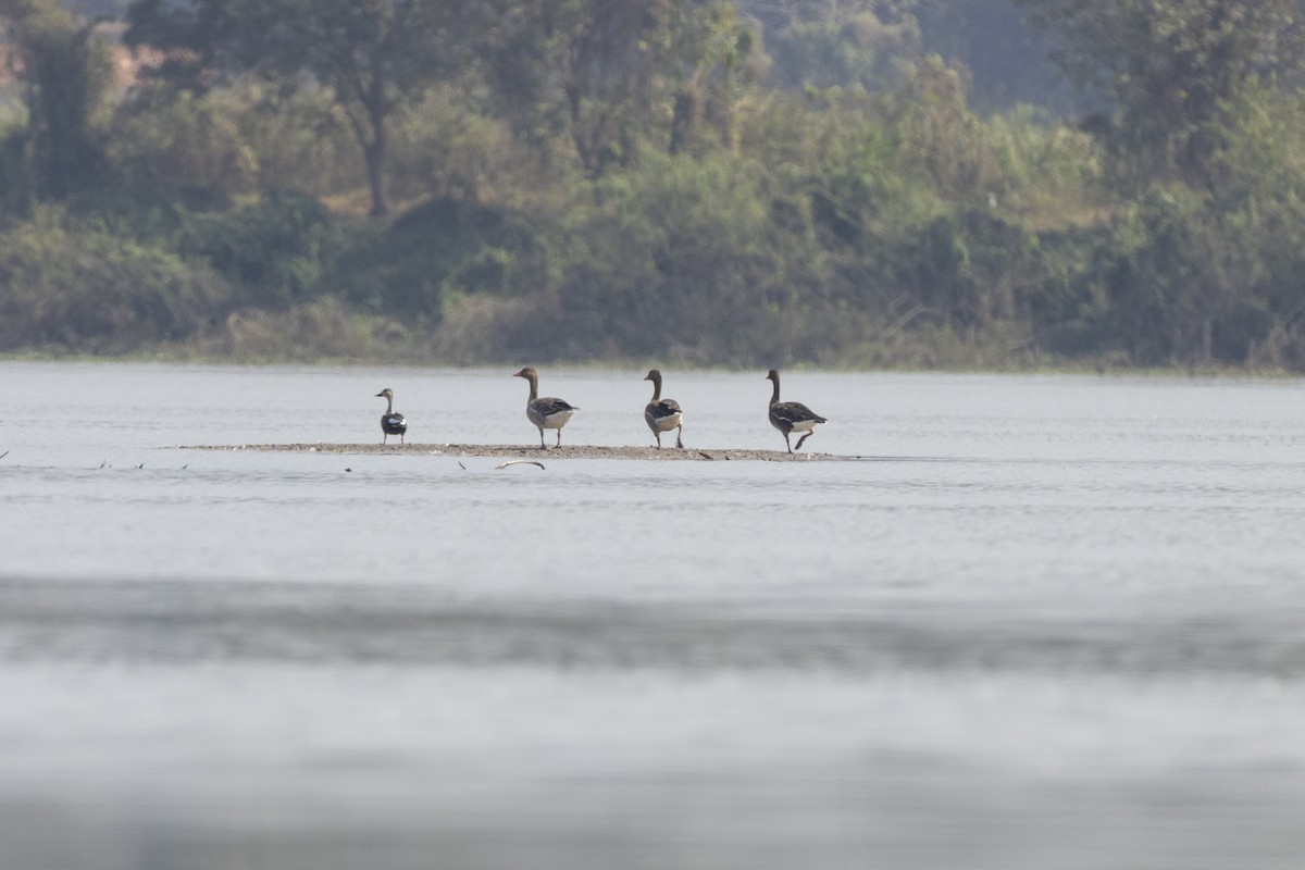 Graylag Goose - ML534253251