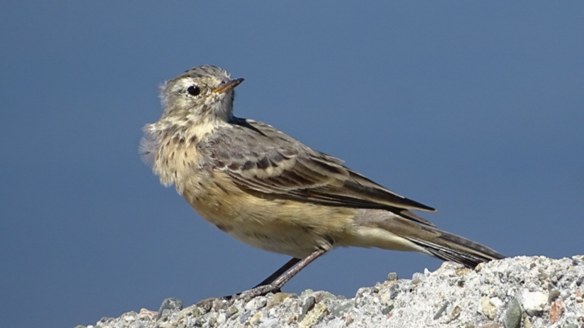 American Pipit - Bill Pelletier