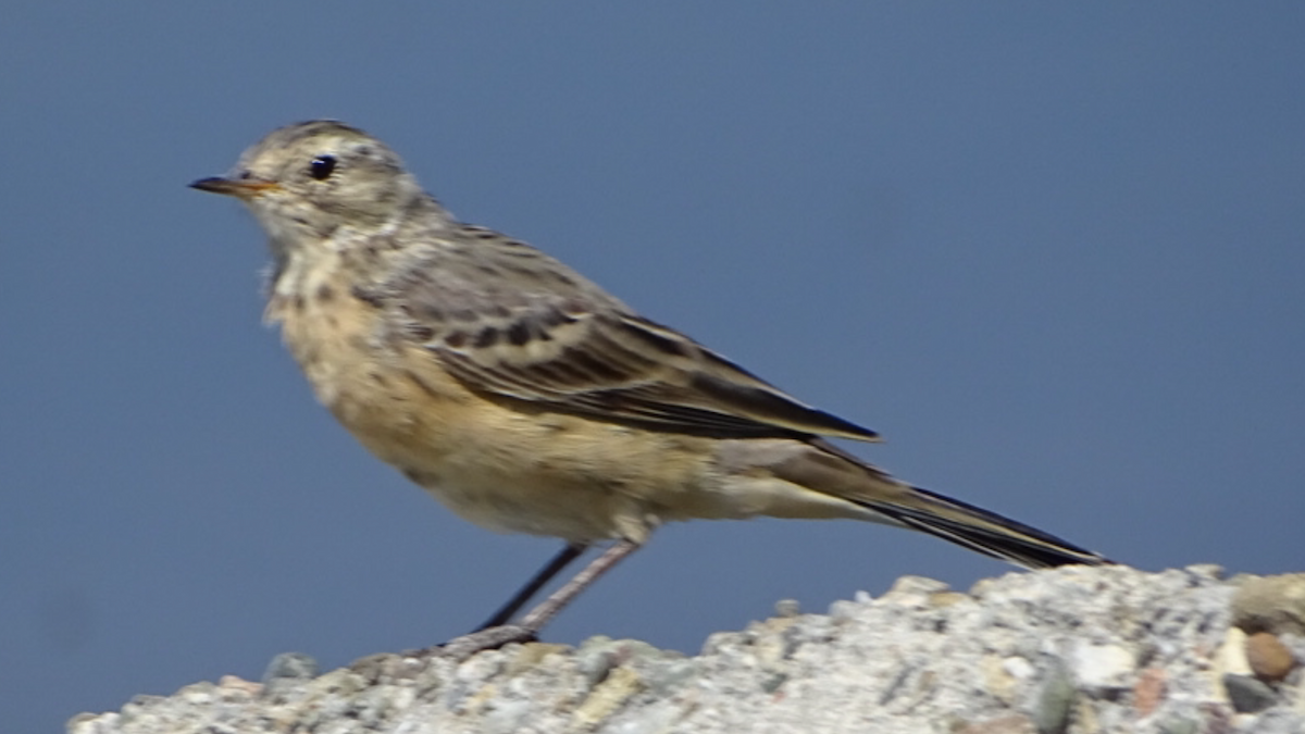 American Pipit - ML53425541