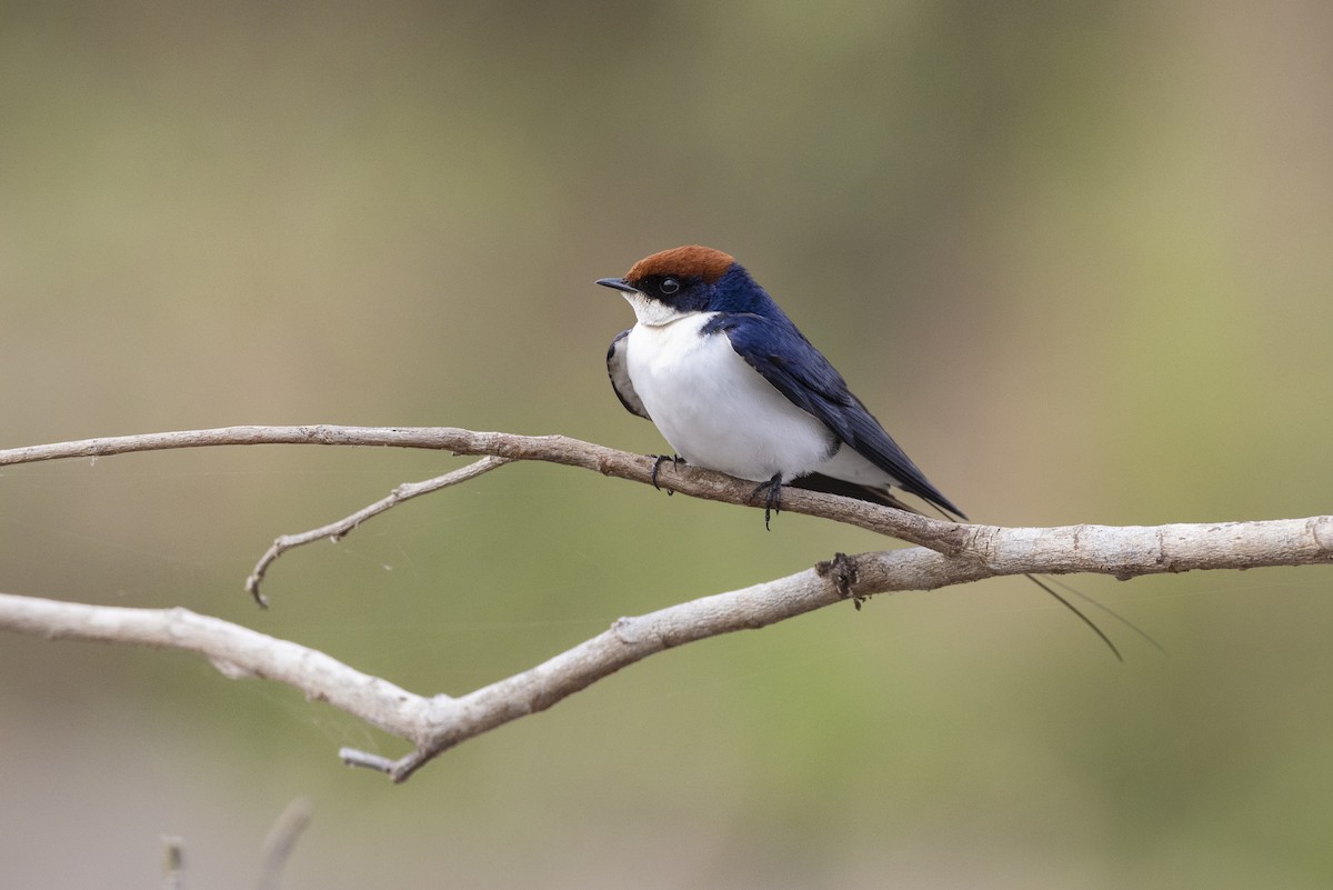 Wire-tailed Swallow - ML534256881